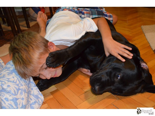 Labrador Kucenca So Odlicno Pedigre Od Vrvni Linii