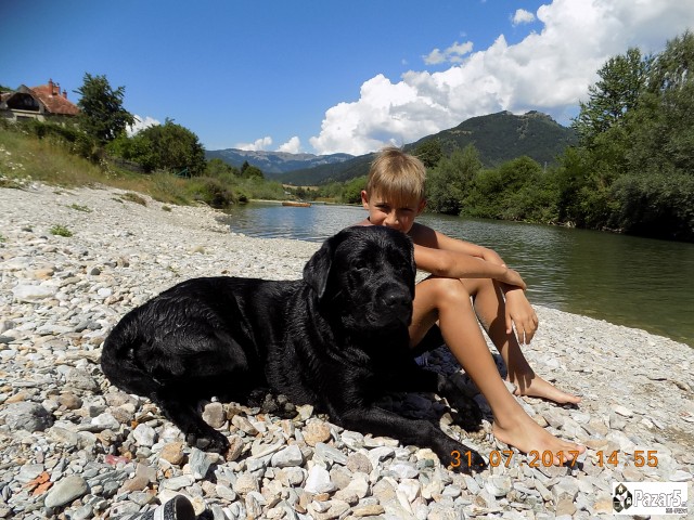 Labrador Kucenca So Odlicno Pedigre Od Vrvni Linii