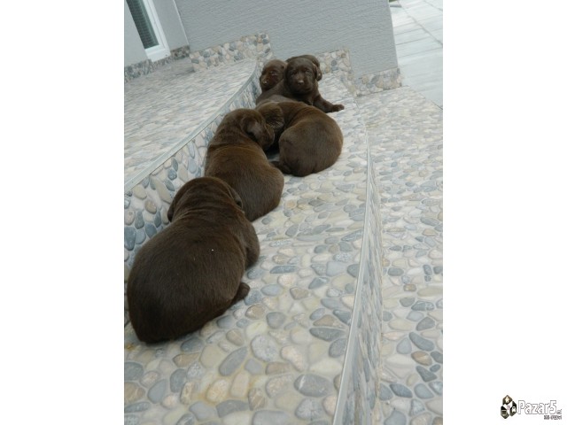 ЧОКОЛАДНИ ЛАБРАДОРИ