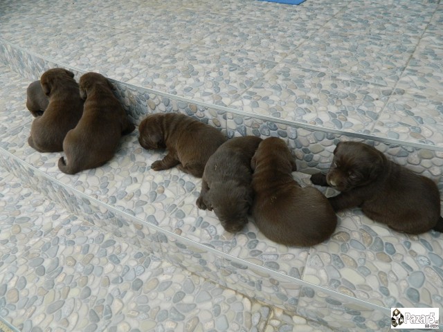 ЧОКОЛАДНИ ЛАБРАДОРИ