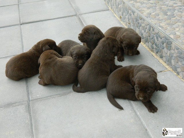 ЧОКОЛАДНИ ЛАБРАДОРИ