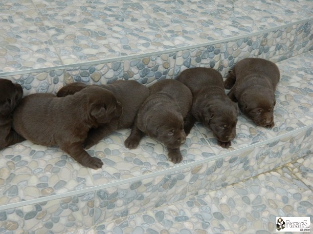 ЧОКОЛАДНИ ЛАБРАДОРИ