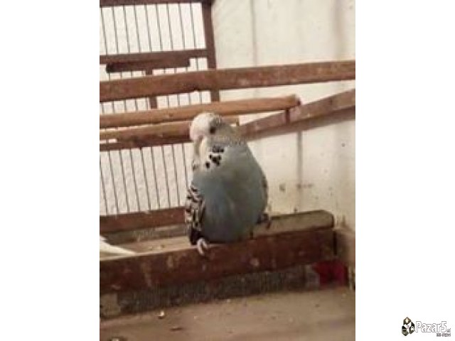 Нимфи и полустандард тигрици 