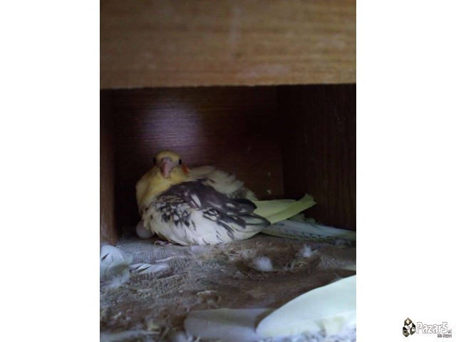 Нимфи и полустандард тигрици 