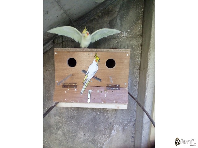 Нимфи и полустандард тигрици 