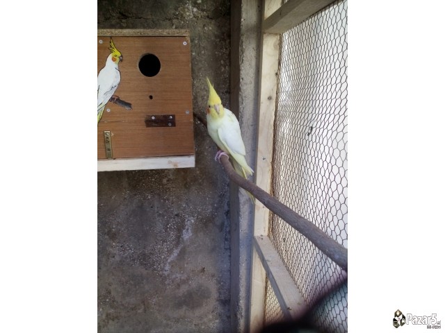 Нимфи и полустандард тигрици 