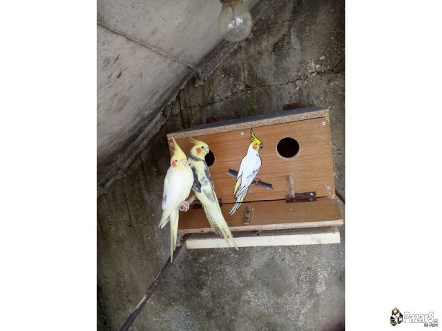 Нимфи и полустандард тигрици 