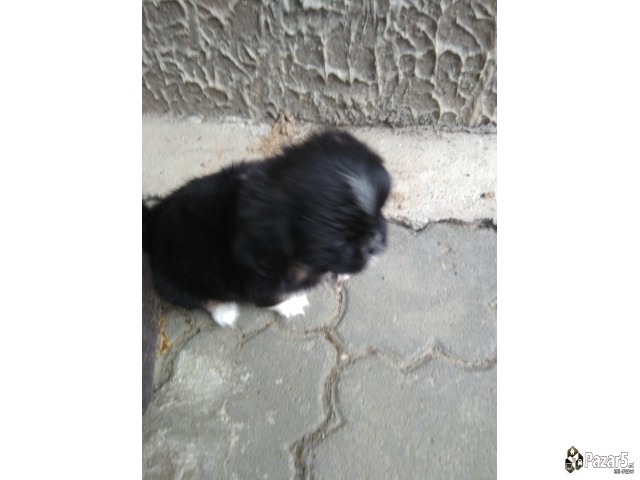 Кралки пекинезери