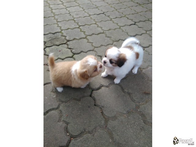 Кралки пекинезери