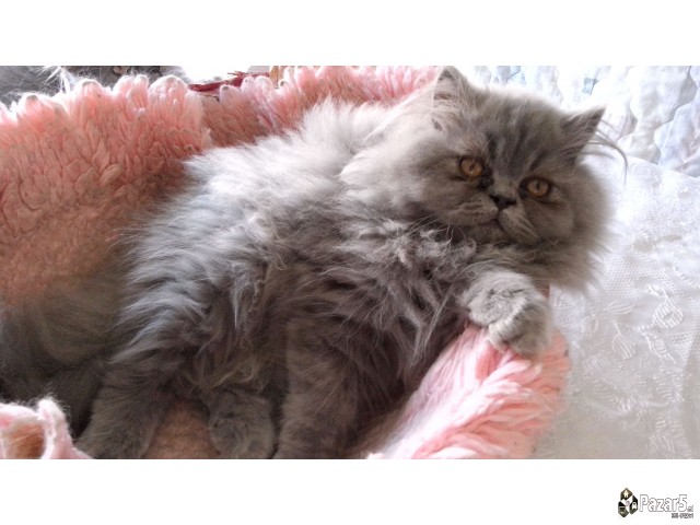  Почетна Слободно време и хоби, Животни Животни Ма