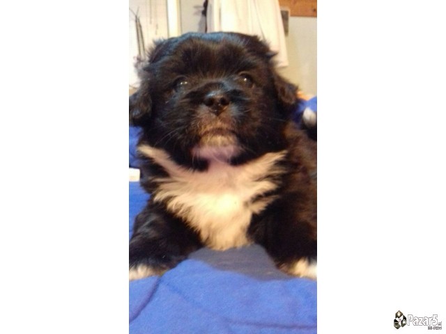 Prodavam Kutrinja Od Rasata Coton De Tulear Pudlic