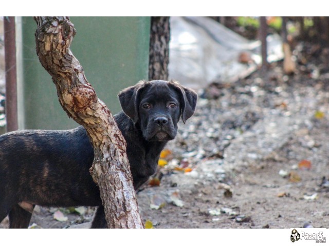 Cane Corso кутриња