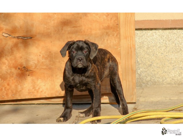 Cane Corso кутриња
