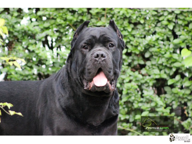 Cane Corso кутриња