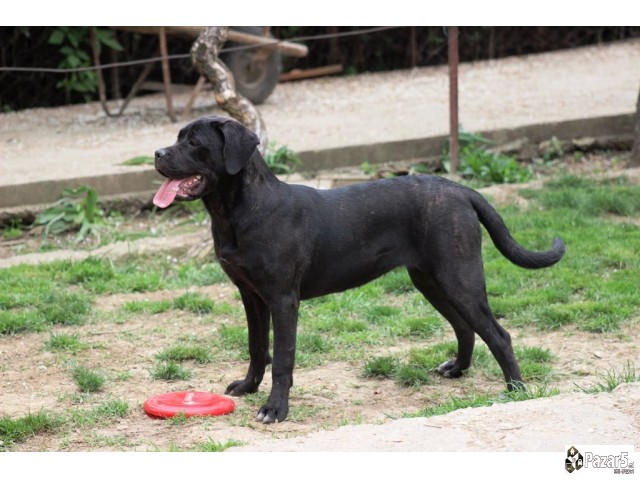 Cane Corso кутриња