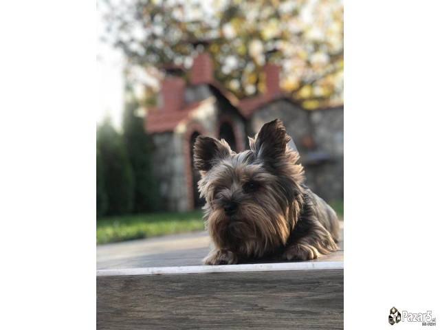 Se Bara Zenka Za Parenje 