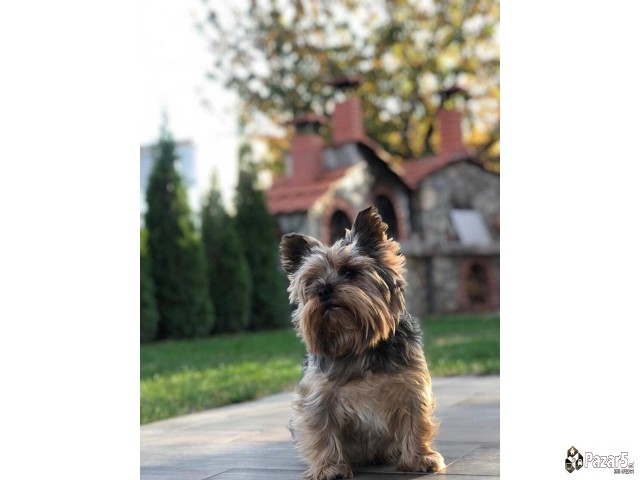 Se Bara Zenka Za Parenje 