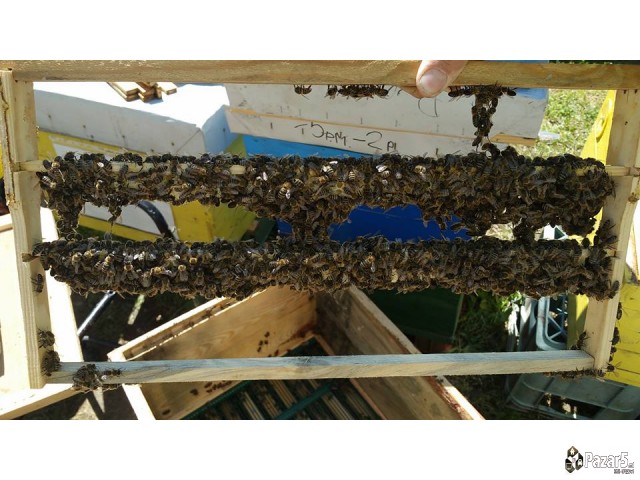 Maticen Mlec - Pcelarstvo Dodevski