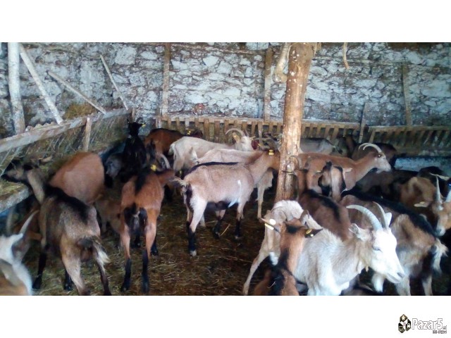 Se Prodavat Kozi