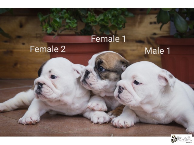 English Bulldog