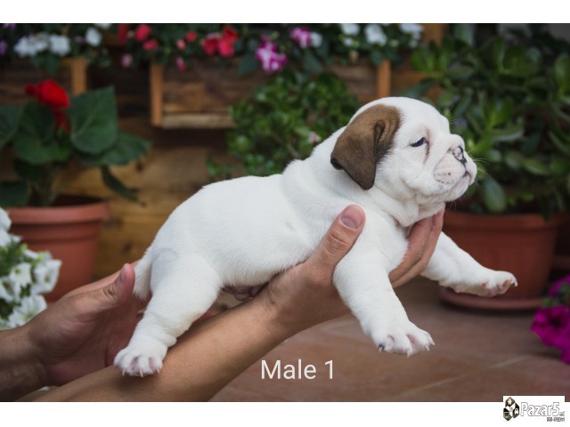 English Bulldog