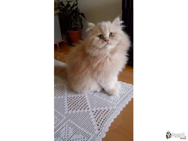 * Se Prodavaat Prekrasni Persiski Macinja *