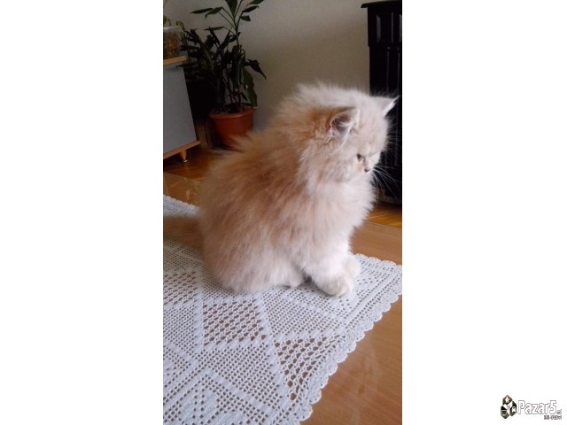 * Se Prodavaat Prekrasni Persiski Macinja *