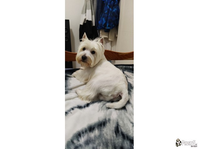 Zapadno Skotski Terier,westi Dog