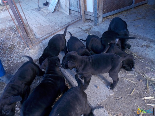 ПРОДАВАМ КУЧЕНЦА  - ТАНЕКОРСО