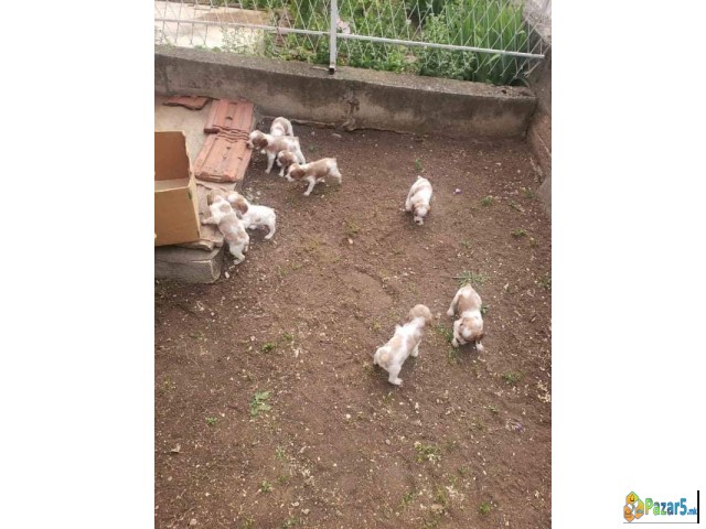 Prodavam Kucinja Od Rasata Epanjol Breton 078-636-