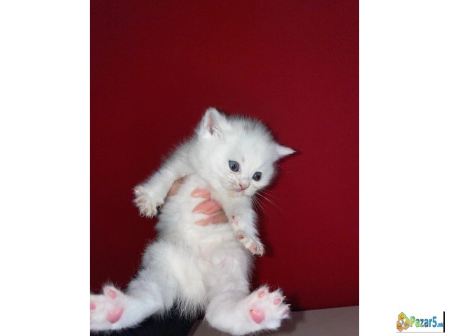 Se Prodavaat Scottish Fold/straight Macinja Mace M