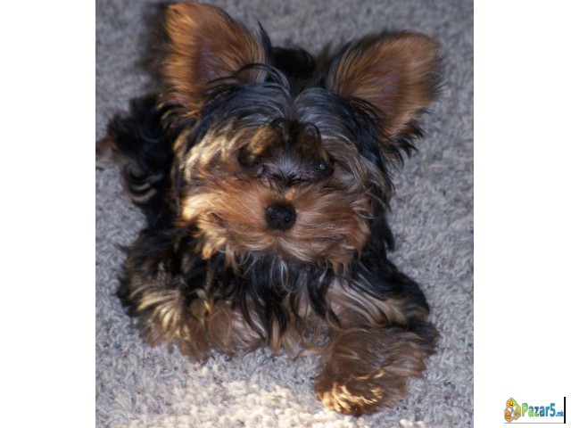 Продавам јоркшички териер 