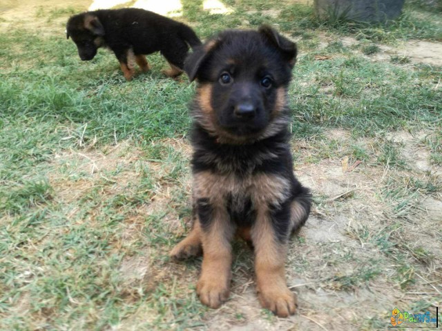 Germanski Ovcar, Vucjak