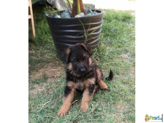 Germanski Ovcar, Vucjak