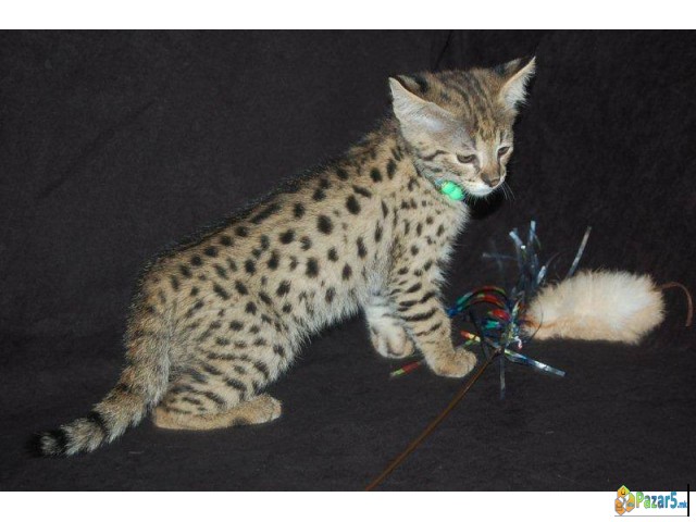 Исклучително легло од мачињата Каракал Сервал и Са