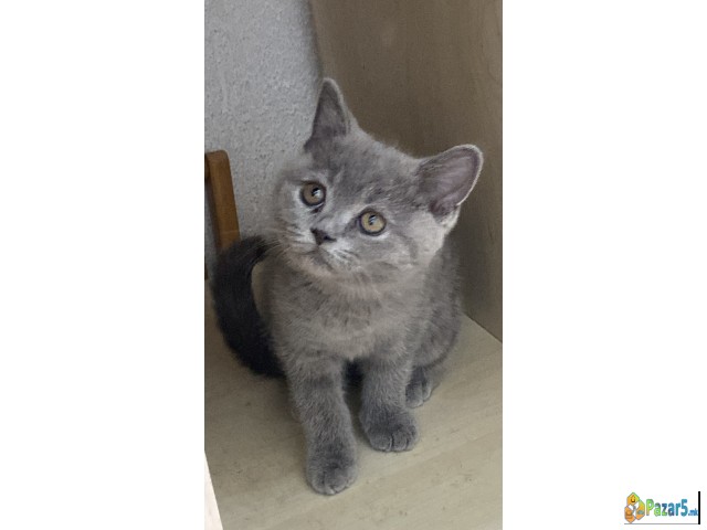 British shorthair