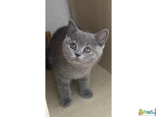British Shorthair 
