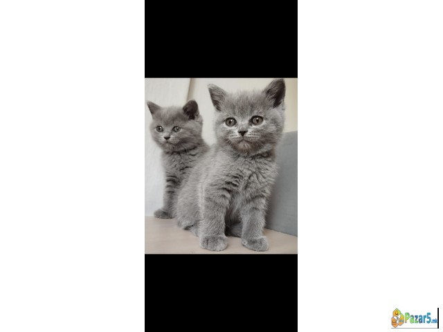 British Shorthair Blue