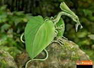 Paulownia Paulovnia Paulovnija Paulina Polonia пау