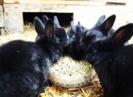 Zajchinja Mini Rex