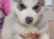 Sibirska Haska