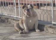 Angliski Buldok Itno