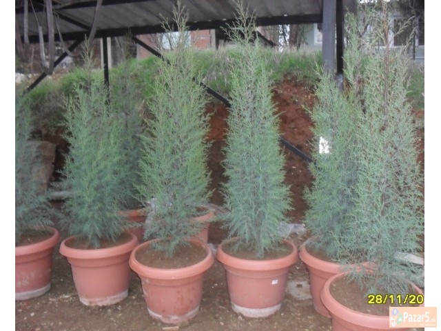 zimzeleni drvca