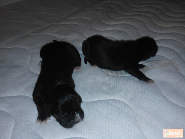 !!! НОВО ЛЕГЛО НА МАЛИ КУЧЕНЦА - Cane Corso !!!