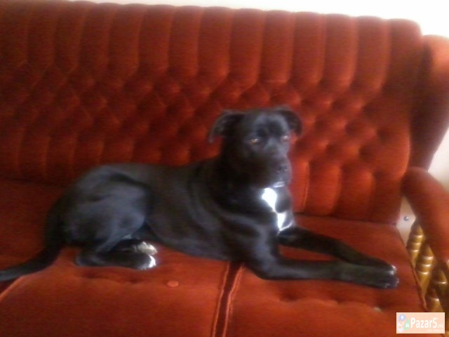 !!! НОВО ЛЕГЛО НА МАЛИ КУЧЕНЦА - Cane Corso !!!