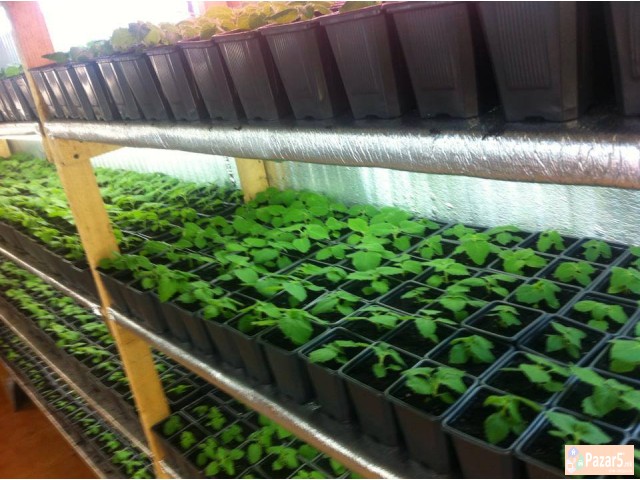 Paulownia Sertificirano Seme