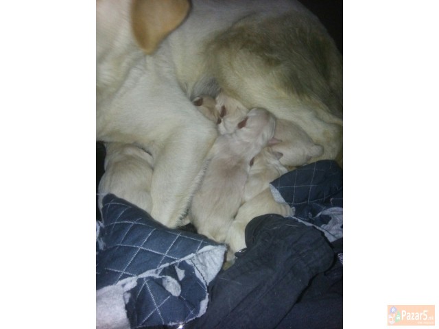 Labrador Retriever