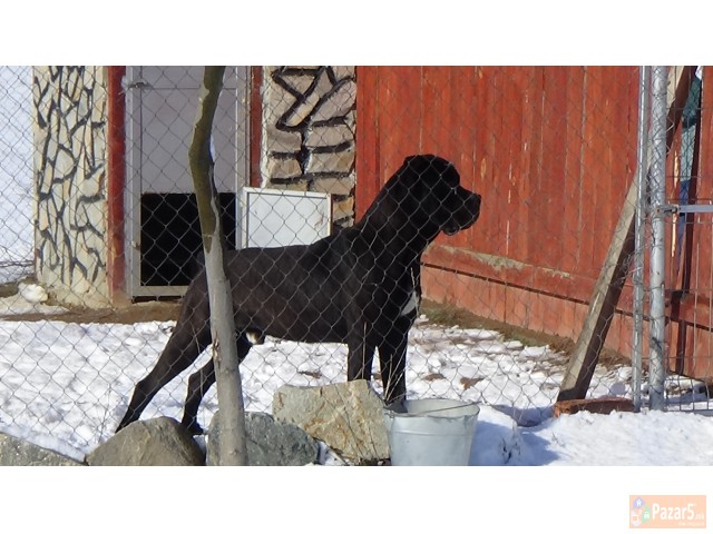 Balkan Center K-9