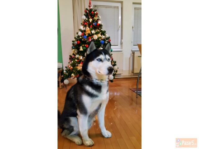 Se bara haski zenka za parenje