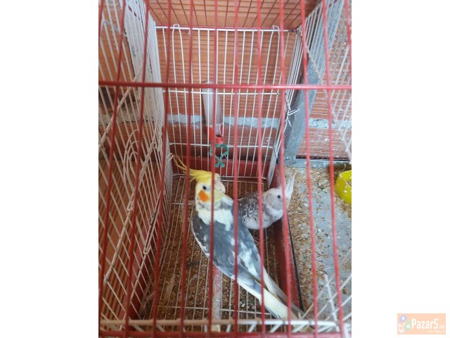 Papagali
